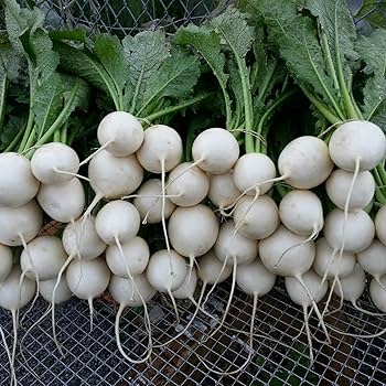 Amazon.com : CHUXAY GARDEN Hakurei Turnip Seed, Tokyo Turnip